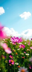 a vibrant wildflower meadow under a bright blue sky with scattered clouds