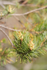 Macro shot of a pine tree branch with fresh male cones, capturing early spring pollen season in a...