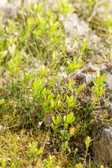 Close-up of forest floor vegetation with young green shoots, moss, and grasses growing in sunlight among rocks and soil.