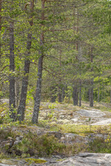 Sunlit pine forest with thin tree trunks, moss-covered rocks, and sparse undergrowth in a rugged natural landscape.