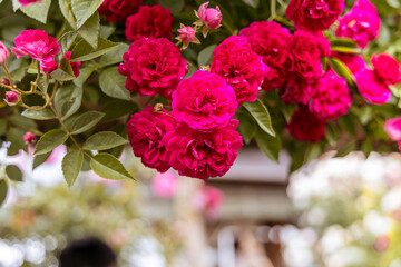 The Rose that Blooms Before My Eyes.