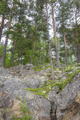 Rocky forest slope covered in green moss and pine trees, showcasing rugged terrain and dense natural vegetation.