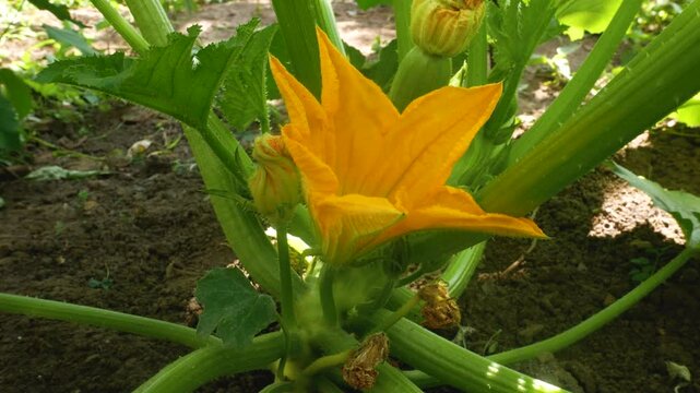 Close-up of a blooming zucchini flower with small zucchini growing among green leaves in the garden. Organic food and healthy diet.