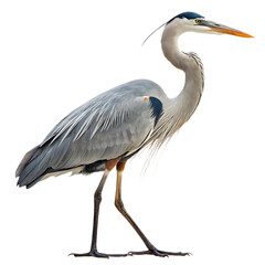 Fototapeta premium a-majestic-heron-standing-gracefully--showcasing- isolated on white background png, ai generated