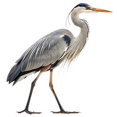 Obraz premium a-majestic-heron-standing-gracefully--showcasing- isolated on white background png, ai generated