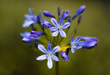 blue lily