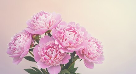 Fototapeta premium Soft Pastel Peony Wall