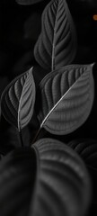 Close-up black and white photograph of schefflera leaves with golden light accents