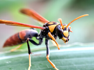 Close up of The Asian hornet (Vespa velutina), wasp on green leaves