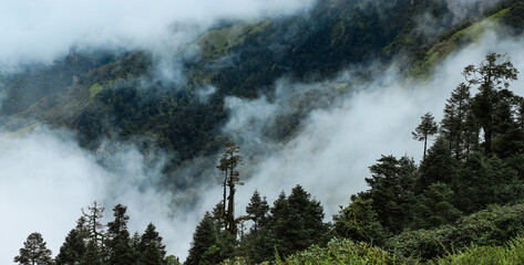 cloudy forest at monsoon 