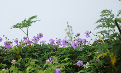 purple flowers in the field