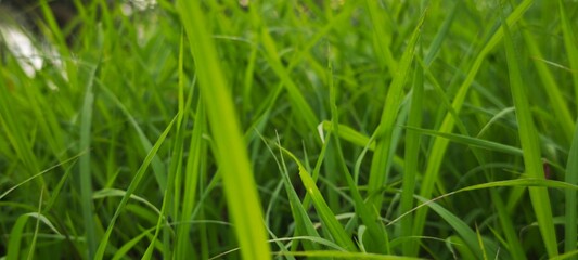 Blade of grass with dewdrops macro photography shining in the morning sun
