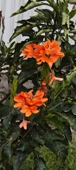 Bright Orange Crossandra (Firecracker Flower) in Full Bloom – Tropical Blossom with Lush Green Foliage for Garden Themes, Exotic Floral Decor, and Nature-Inspired Design Project