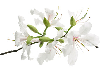 White Hong Kong Orchid flower, White Bauhinia flower, White flowers isolated on white background...