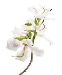 White Hong Kong Orchid flower, White Bauhinia flower, White flowers isolated on white background...