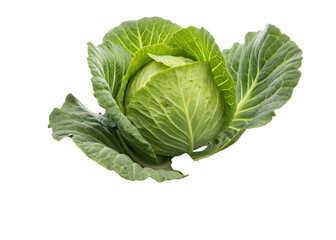 Obraz premium green-cabbage-growing-in-soil isolated on white background png, ai generated