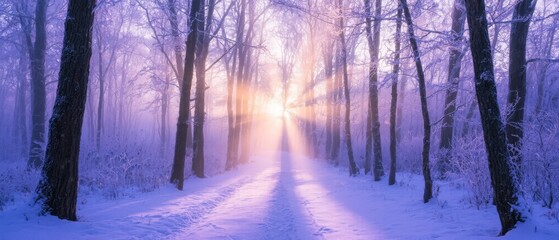 Naklejka premium Sunlight Piercing Through Snow-Covered Forest