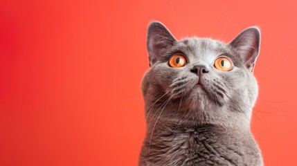 Obraz premium Close-up of a gray cat looking upwards against a vibrant coral background