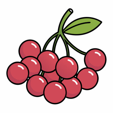 Detailed chokeberry branch illustration in a clean minimalist line art style