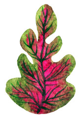 green red leaf nature foliage plant tree branch floral flora blossom forest botanical icon logo symbol sign art design illustration watercolor painting white isolated background decoration drawing
