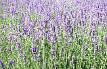 Purple lavender flowers on sunny beautiful nature spring background. Summer scene with fresh...