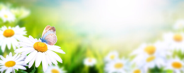 Wild flowers of chamomile in meadow on sunny nature spring background. Summer scene with butterfly...