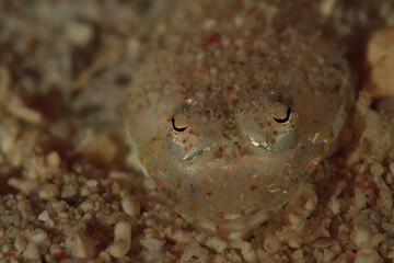 Close-up of a strange gold-colored fish on the sandy seafloor.