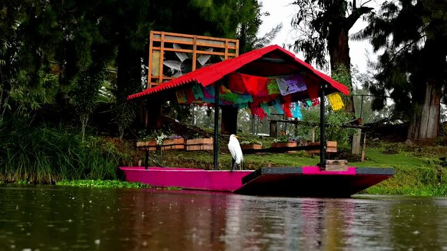 Trajinera de Xochimilco en el canal en un d&iacute;a de lluv&iacute;a, chinampas y lirios en viaje turistico