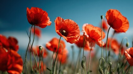 Obraz premium A Lively Field Of Vibrant Red Poppies