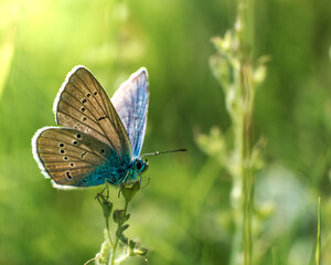 butterfly on a green grass