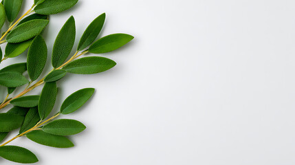 A white backdrop featuring a decorative sage leaf in one corner leaving space for copying images