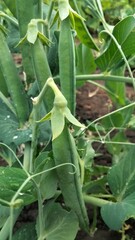 Fresh green pea pods growing on plant, close-up vertical view
