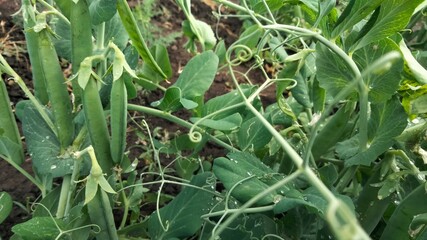 Green pea pods close-up on plant in vegetable garden, horizontal photo