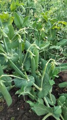 Fresh green peas growing on garden plant, close-up view of pods and leaves