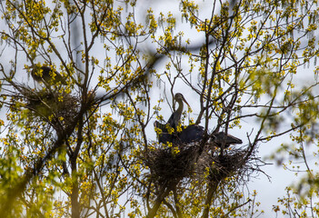 Birds of Berlin Lake