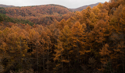 Fototapeta premium 一面に広がる美しいカラマツの紅葉