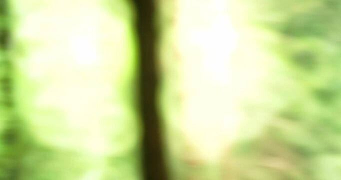 Whip Swish panning shot In a forest. Sun highlights, fast movement, no people
