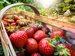 Zbiory truskawek na polu, plantacji. Świeże truskawki, owoce sezonowe. Truskawki w łubiance, kobiałce w koszyku. Sezonowe zbiory.