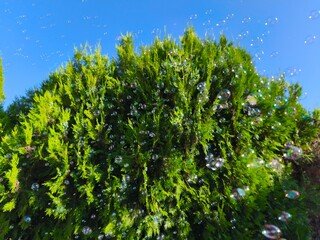 picture bubbles in the sky, on a sunny day.