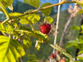 A close-up picture of beautiful ripe raspberries on a branch.