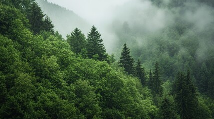 Obraz premium Forest landscape with evergreen trees and misty mountains in the background, showcasing natures beauty, tranquility, and serene environment for outdoor enthusiasts.