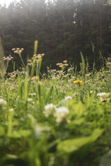 Vertical photo of grass against a forest background