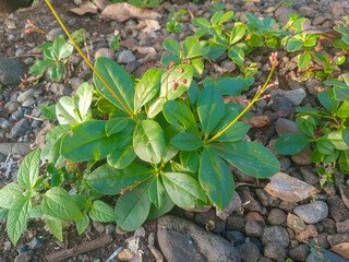 tomato plants in the garden