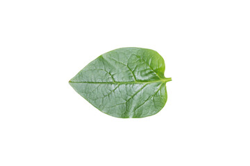 Vibrant Green Leaf on Transparent Background PNG for Botanical Designs
