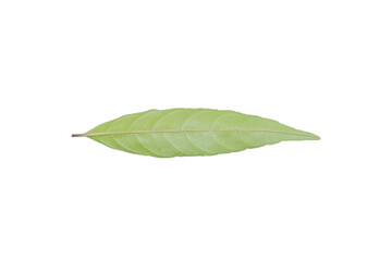 Long Green Leaf on Transparent Background PNG for Botanical Illustrations