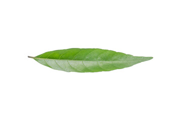 Elongated Green Leaf on Transparent Background PNG for Botanical Art