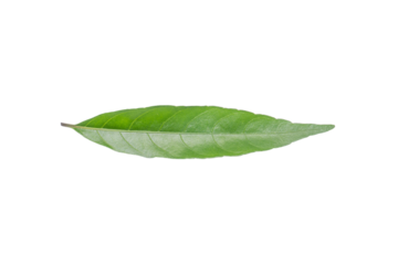 Elongated Green Leaf on Transparent Background PNG for Botanical Art