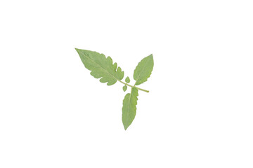 Tomato Leaf PNG Isolated on Transparent Background for Design Elements