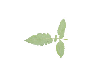 Isolated Tomato Leaf PNG on Transparent Background for Graphic Design