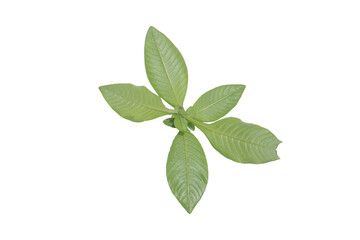 Green Leaves PNG Isolated on Transparent Background for Digital Art
